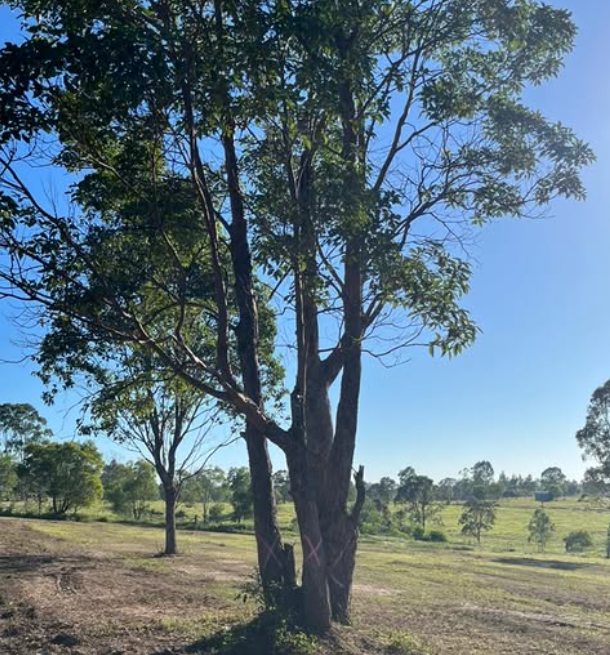 Tree marked for removal on rural block — Moreton Bay, Brisbane